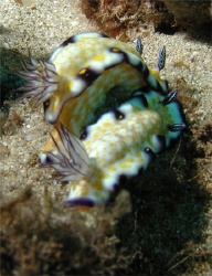 Two for 1 nudi's, This Photo was taken at Airport Beach, ... by David Espinoza 